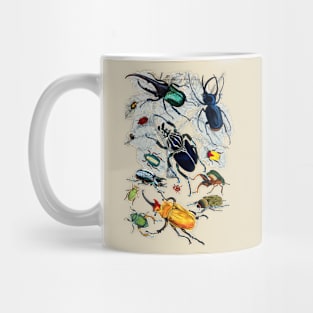 Coleoptera Beetles and Weevils J Mayson Natural Mug